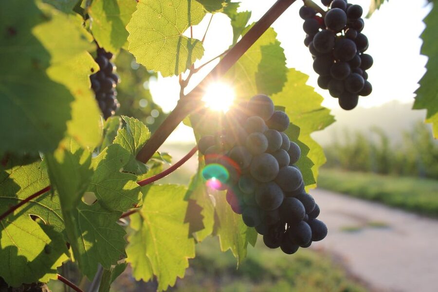 Naples: Mount Vesuvius Vineyard Tour w/ Lunch & Wine Tasting - Is $65 a Good Value?