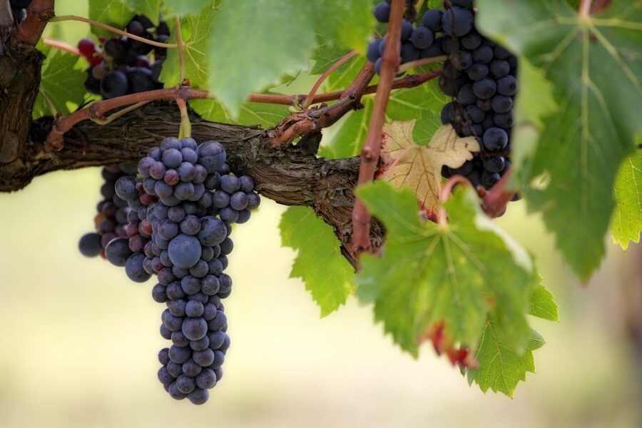 Naples: Vesuvius Half-Day Trip with Lunch and Wine Tasting - Why pair Mount Vesuvius with lunch and wine?