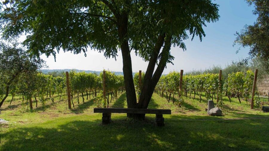 Naples: winery tour & wine tasting on Astroni crater - The three-wine tasting