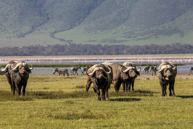 Ngorongoro Crater Day Trip - The main drawbacks to weigh