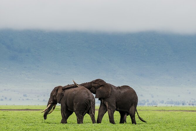 Ngorongoro Crater Day Trip – Shared Group Safari - The 6:00 am departure and long road to the crater