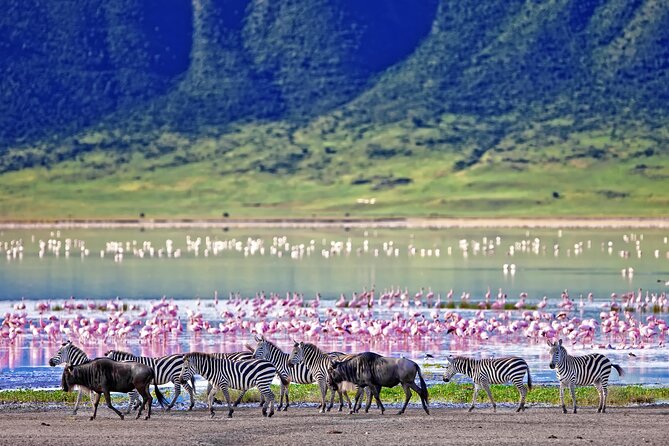 Ngorongoro Crater Day Trip – Shared Group Safari - Game drives on the crater floor