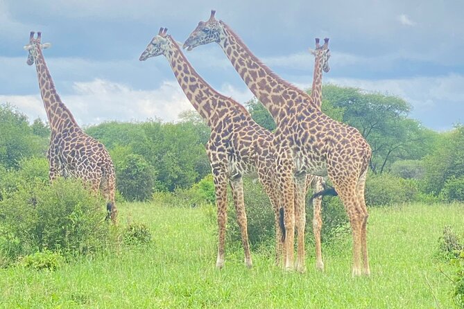Ngorongoro Crater Day Trip – Shared Group Safari - Maasai culture and the wider conservation area