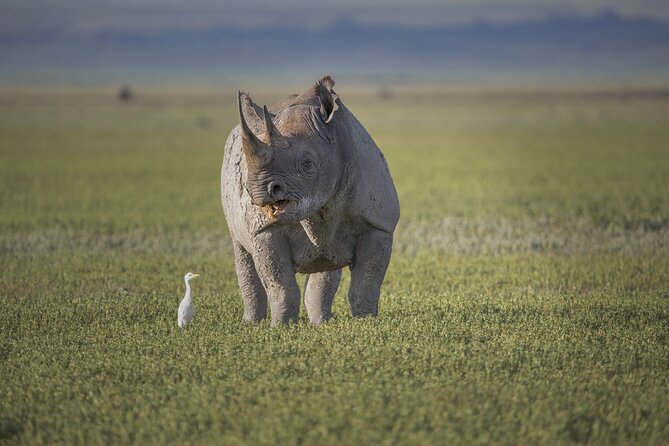 Ngorongoro Crater Day Trip – Shared Group Safari - Lunch, park fees, and the $300 value