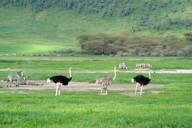 Ngorongoro Crater Day Trip – Shared Group Safari - The crater rim viewpoint is your first big reward