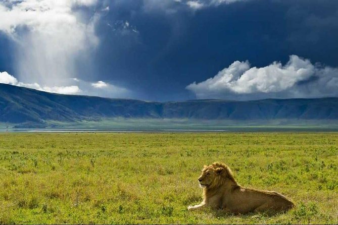 Ngorongoro Crater Day Trip - Seven hours among crater wildlife