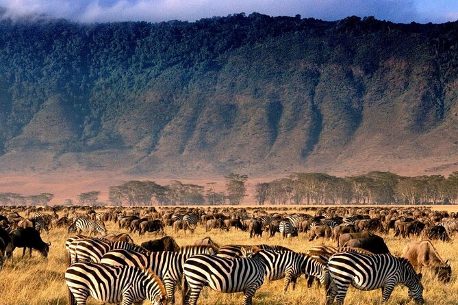 Ngorongoro Crater Exclusive: A Journey into Africa’s Eden - Why Ngorongoro works so well as a one-day safari