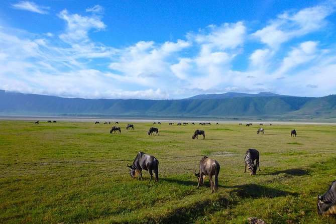 Ngorongoro Crater Exclusive: A Journey into Africa’s Eden - Descending for a private Big Five game drive