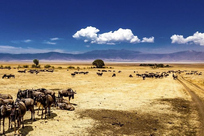 Ngorongoro Crater Exclusive: A Journey into Africa’s Eden - The practical points that matter most