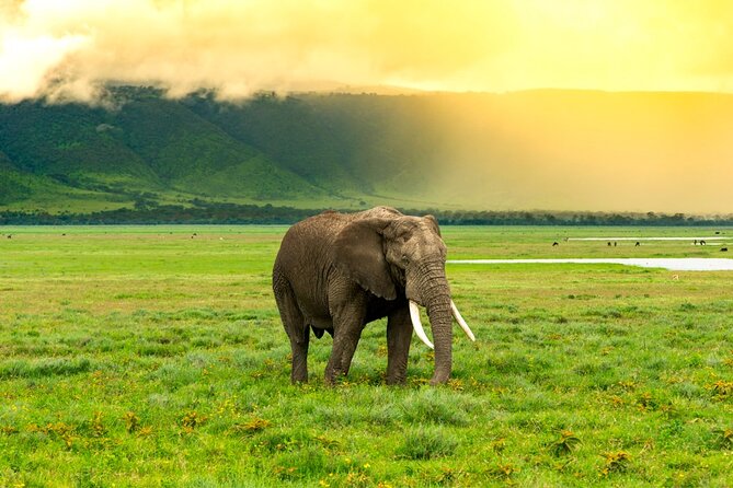 Ngorongoro Crater Exclusive: A Journey into Africa’s Eden - The crater rim at about 8:30 a.m.