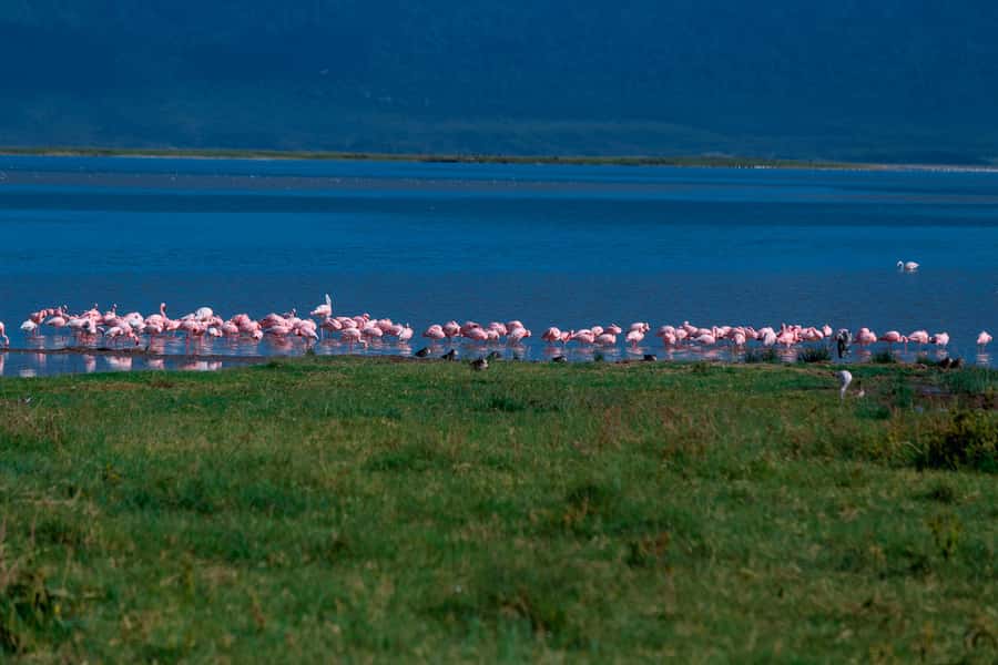 Ngorongoro Crater: Full-Day Safari Tour - Who will enjoy this safari most?