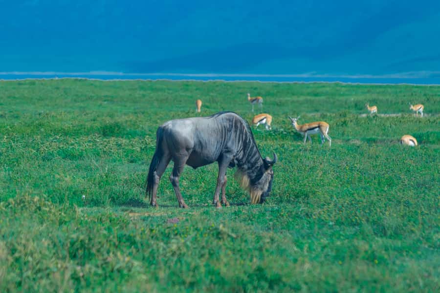 Ngorongoro Crater: Full-Day Safari Tour - What You See on the Crater Floor