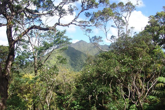 Oahu Volcanic Rainforest Hiking Adventure - The rainforest trail: beautiful, damp, and physical