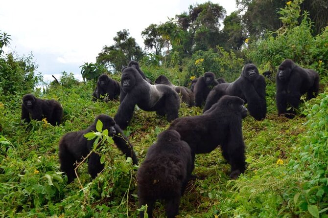 One Day Private Gorillas Tracking in Volcanoes National Park - The guides and the value of local support