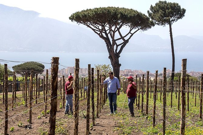 Organic Wine Tasting & Lunch Experience on Mt Vesuvius - Is $65.06 a good price?