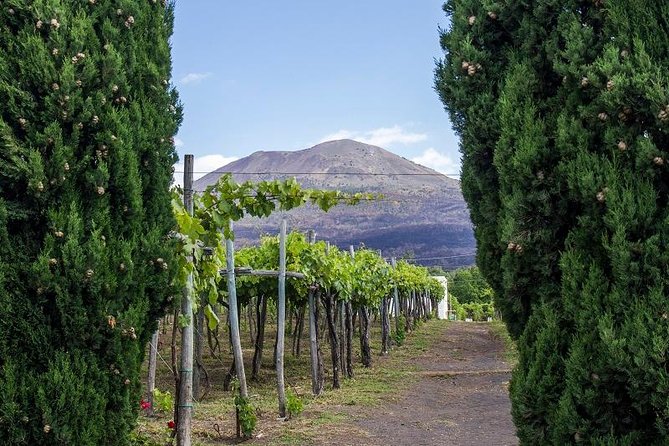 Organic Wine Tasting & Lunch on Vesuvius with Transfer from Naples - Walking Through Cantina del Vesuvio