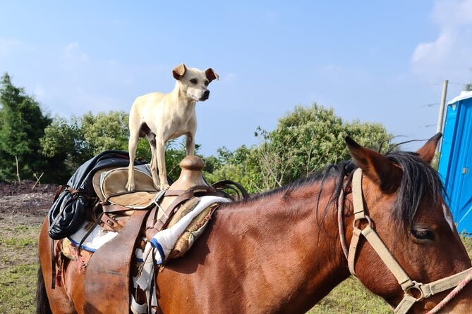 Pacaya Volcano Luxury Sunset Horseback Riding Tour/ Dinner Cooked by-Lava Chef - A private outing with a worthwhile cause