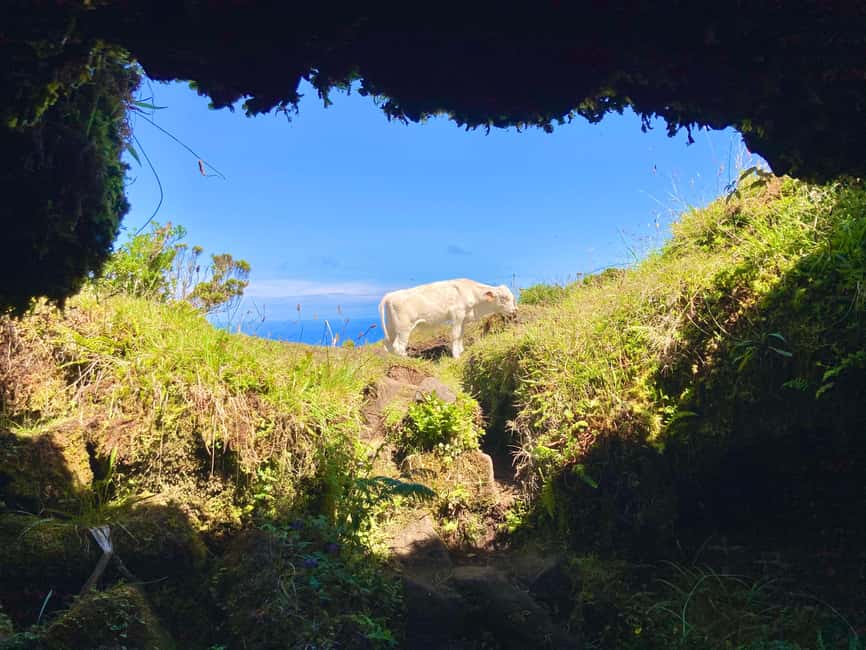 Pico Island: Lagoons and Mysterious Lava Tunnels Guided Tour - Starting in Lajes and heading uphill