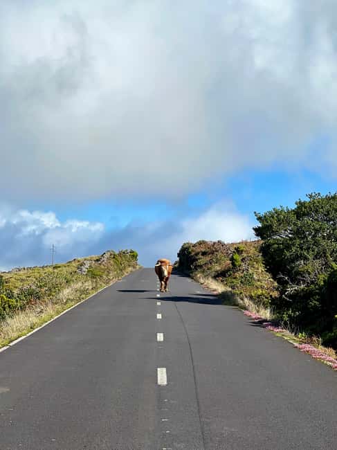 Pico Island: Lagoons and Mysterious Lava Tunnels Guided Tour - Entering Pico’s lava tunnels