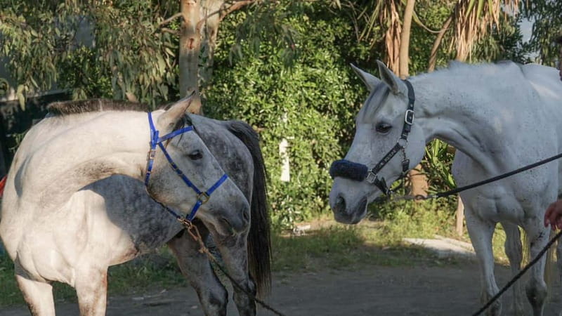 Pompeii: Mount Vesuvius Night Horseback Ride and Italian BBQ - Why this Vesuvius evening feels different