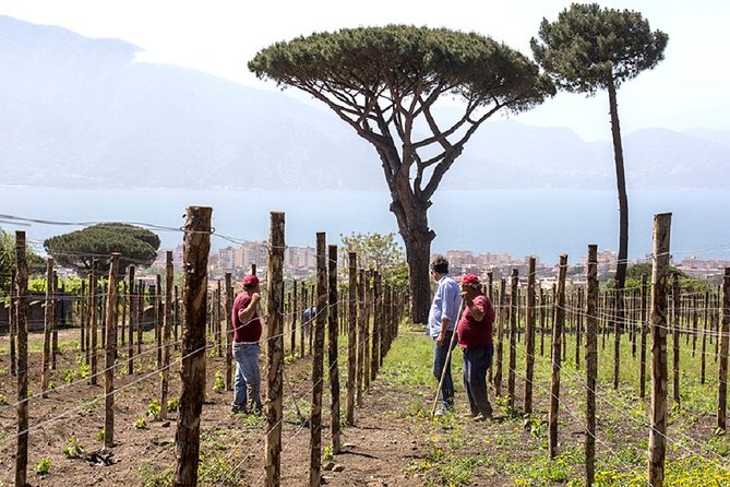 Pompeii Ruins & Wine Tasting with Lunch on Vesuvius with Private Transfer - Cantina del Vesuvio: the day’s strongest feature