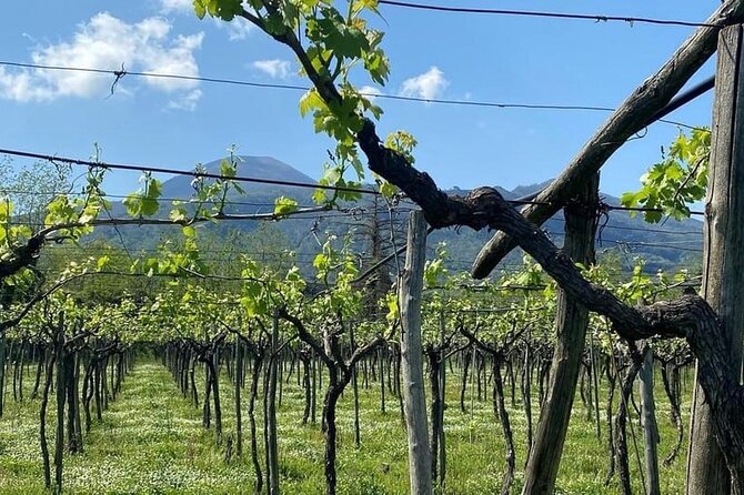 Pompeii Tour, Lunch and Vesuvius Wine Tasting - Who should book this experience?