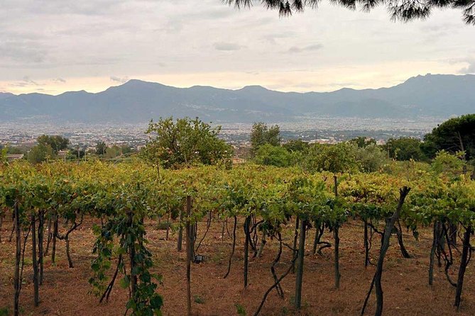 Pompeii & Vesuvius with Lunch & Wine Tasting from Positano - Who should book this day trip?