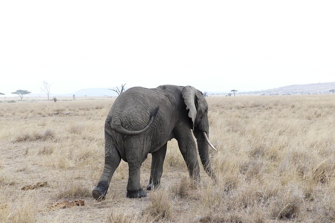 Private 6-Day Tarangire Manyara Crater and Serengeti with Mid-Range Lodges - What this six-day route is really like