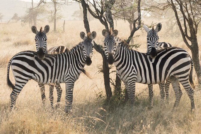 Private 6-Day Tarangire Manyara Crater and Serengeti with Mid-Range Lodges - Tarangire brings elephants close to the road