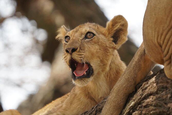 Private 6-Day Tarangire Manyara Crater and Serengeti with Mid-Range Lodges - Two Serengeti days give you room to search