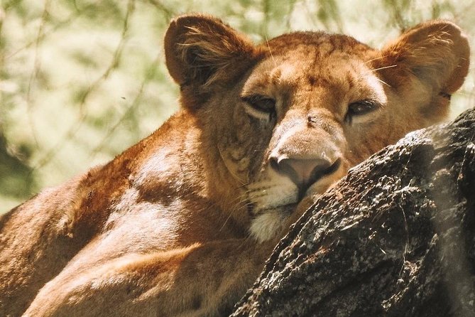 Private Day Trip to Ngorongoro Crater - Leaving Arusha at 7:00 am