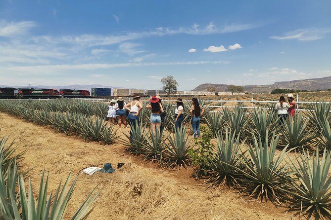PRIVATE Fire TOUR: Pyramids, Volcanoes, Agaves & Tequila - Blue agave fields: the crop behind the bottle
