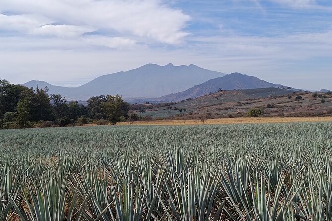 PRIVATE Fire TOUR: Pyramids, Volcanoes, Agaves & Tequila - Tequila town: two hours among plazas and shops