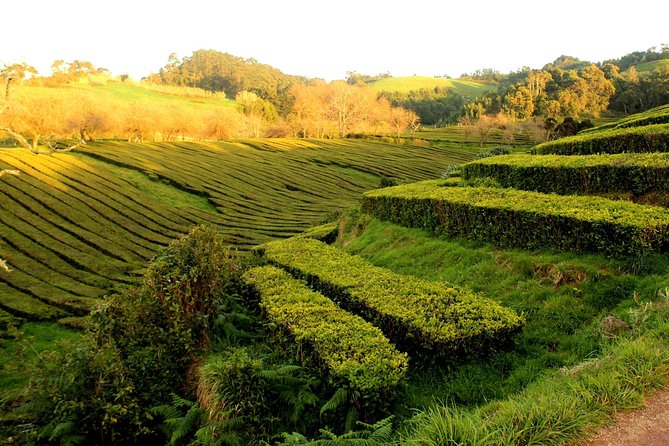 Private Full-Day 4x4 Tour to Furnas Volcano - Chá Gorreana and the taste of São Miguel