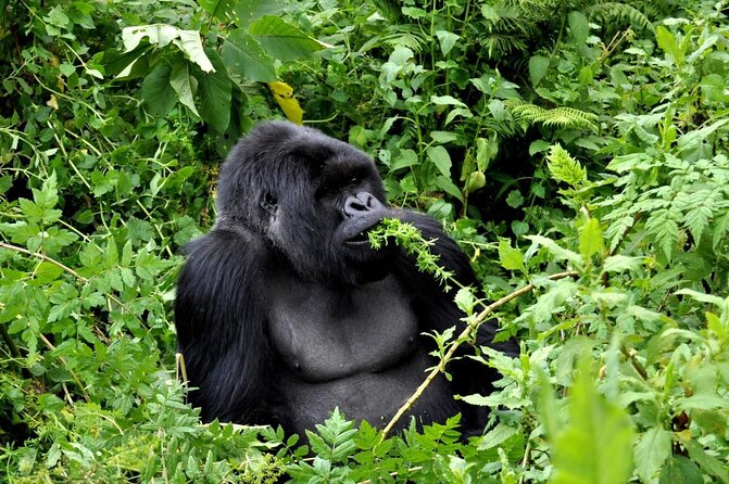 Private Gorilla Trekking Transfer from kigali to Volcanoes N.Park - Key points to know before booking