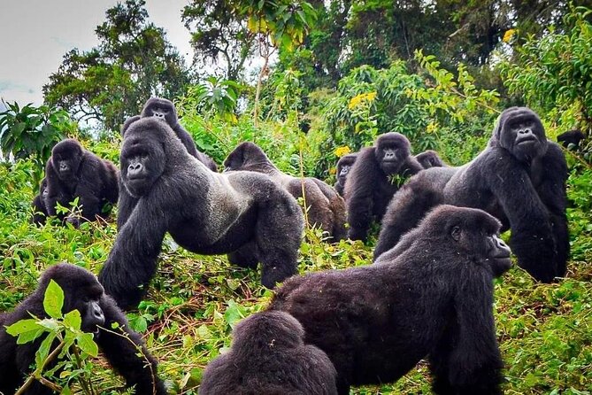 Private Gorilla Trekking Transfer from kigali to Volcanoes N.Park - Arriving at Kinigi park headquarters