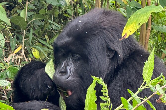Private Gorilla Trekking Transfer from kigali to Volcanoes N.Park - What the gorilla trek may demand