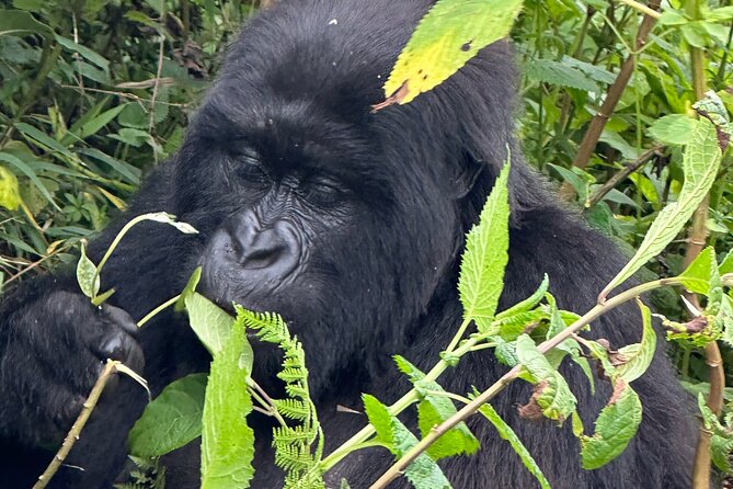 Private Gorilla Trekking Transfer from kigali to Volcanoes N.Park - A private setup with practical advantages