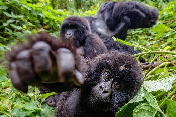 Private Gorilla Trekking Transfer from kigali to Volcanoes N.Park - Guides, vehicles, and the feel of the service