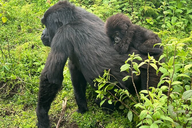Private Gorilla Trekking Transfer from kigali to Volcanoes N.Park - The return to Kigali after the trek