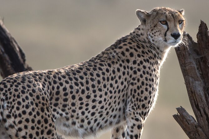 Private Group Serengeti Safari, Crater & Tarangire National Park - What this three-day safari is trying to do