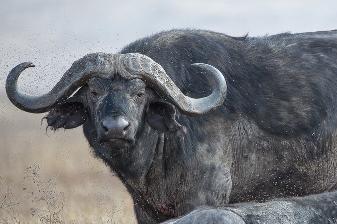 Private Group Serengeti Safari, Crater & Tarangire National Park - Who will enjoy this safari most