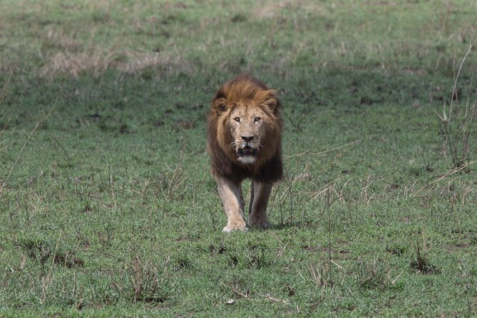 Private Group Serengeti Safari, Crater & Tarangire National Park - Day 1: reaching the wide-open Serengeti