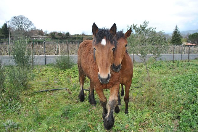Private Horseback Riding Tour on Etna Area + Traditional Lunch - What the private format really gives you