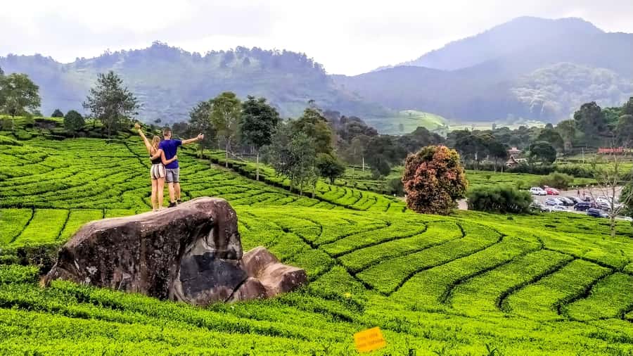 Private: Kawah Putih,Volcano,HotSpring,Mud Bathing,Lake Tour - A tea plantation with a working side