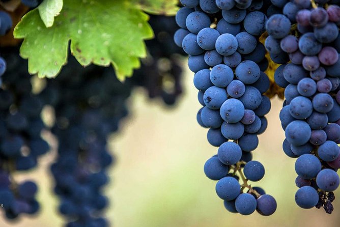 Private Mt Vesuvius and Pompeii with Lunch and Wine Farm Experience - Lunch among Vesuvius vineyards