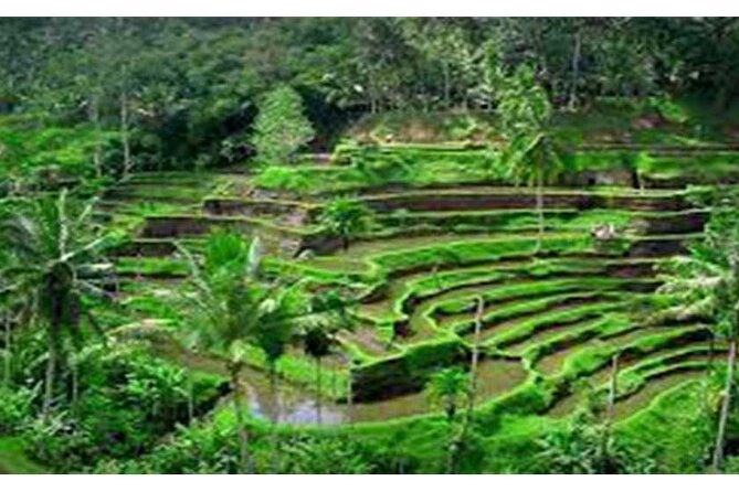 Private Tour:Kintamani Volcano Tour With Entrance Ticket & Hotel Transfer - Is $68.50 good value?