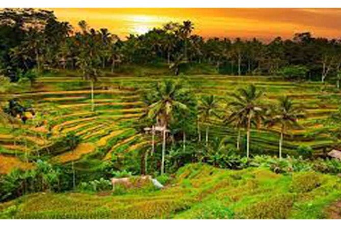 Private Tour:Kintamani Volcano Tour With Entrance Ticket & Hotel Transfer - Who should book this Kintamani tour?