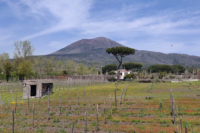 Private Tour Pompeii, Vesuvius and Herculaneum - What the $459.19 price really buys you