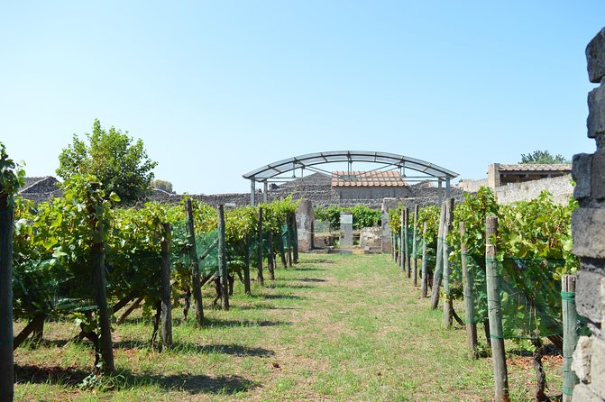 Private Tour: Pompeii & Wine Tasting at the Slopes of Mt Vesuvius - The volcanic setting behind the wine